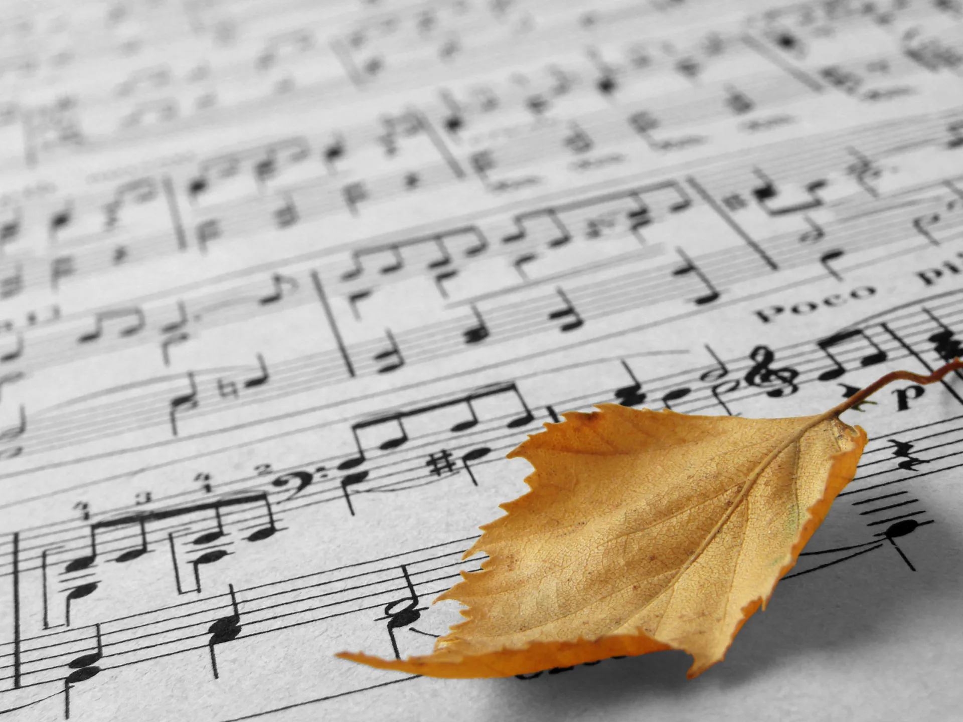 484004 autumnal melody