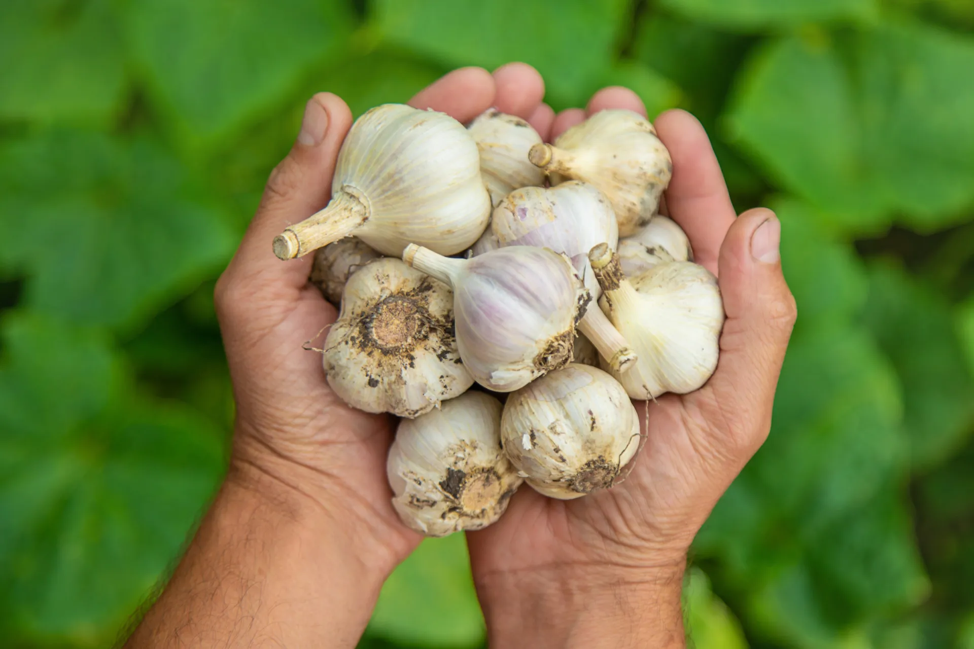 mp63996818 garlic harvest in the hands of a farmer selective focus